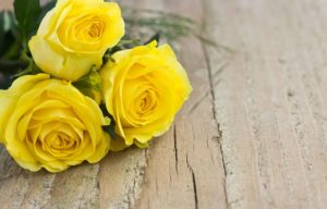 Yellow Roses Symbolism and Planting Tips