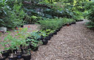 Online Nursery Business