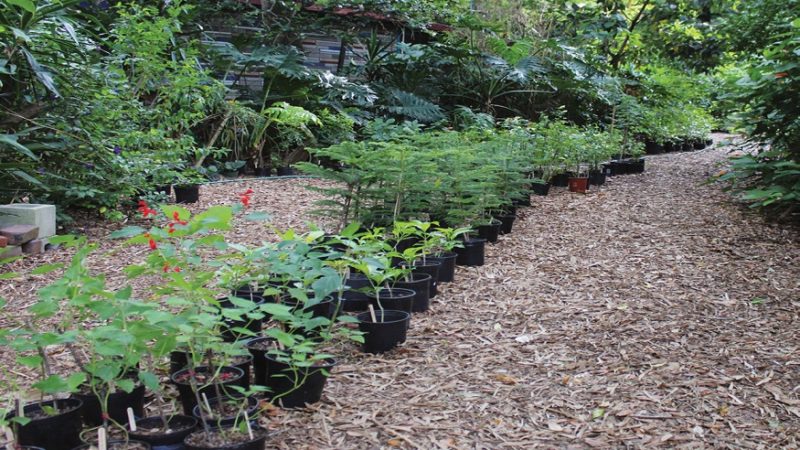 Online Nursery Business