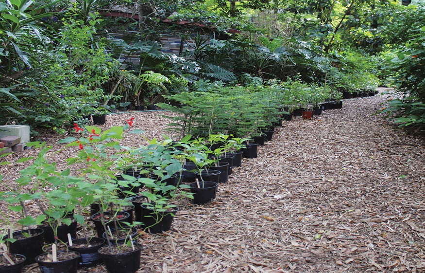 Online Nursery Business