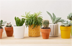 Garden Pots and Planters