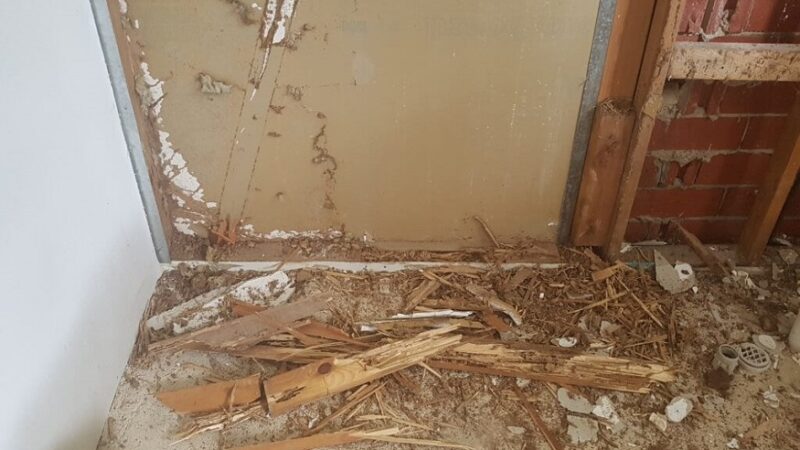 Termites Adelaide.