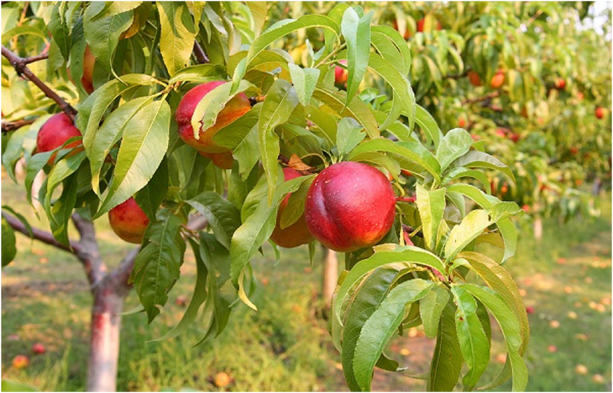 Training Peach and Nectarine Trees as Fan Trees: The Basics