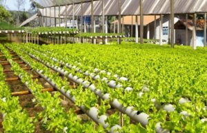 Ideal Home Gardening