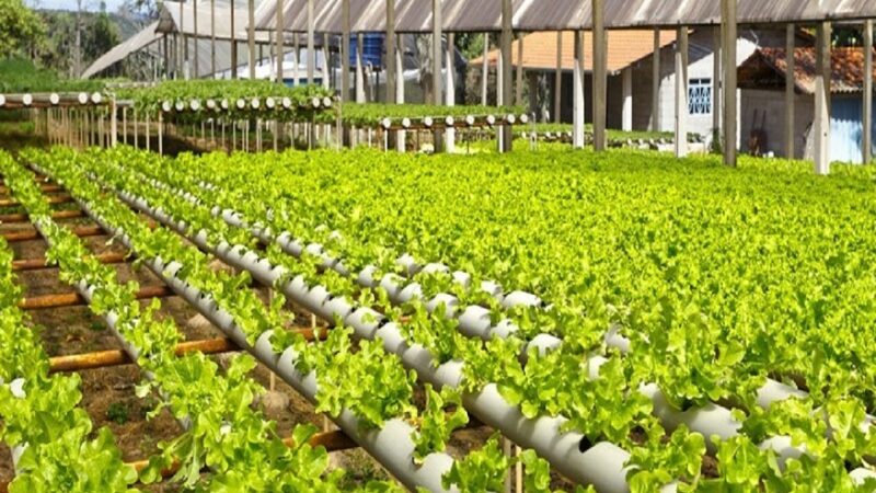 Ideal Home Gardening